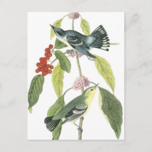  vogeltjes op een tak...briefkaart briefkaart