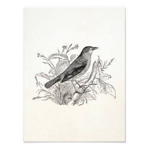 vogeltrekvogels - Speciaal gepersonaliseerde voge Foto Afdruk
