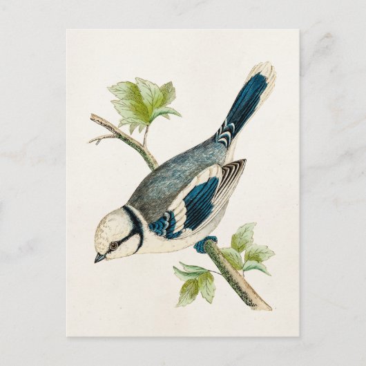  vogeltrekvogels van 1800 briefkaart (Voorkant)