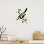  vogeltrekvogels van 1800s poster (Keuken)