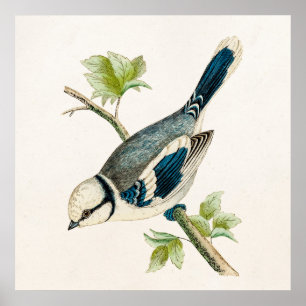  vogeltrekvogels van 1800s poster