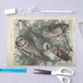 Vogeluilen Ephemera Decoupage Vintage Tissuepapier (Craft)