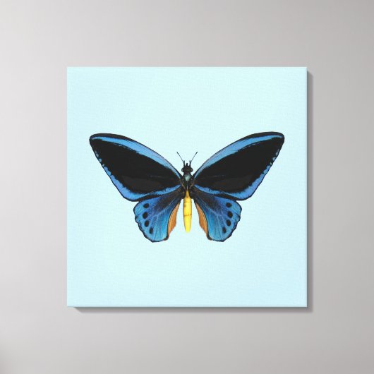 Vogelvleugelvlinder Canvas Afdruk (Voorkant)