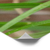 Vogelvoetzool in het gras Poster (Hoek)