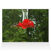 Vogelvogel in voeder (Binnen Horizontaal (Boven))