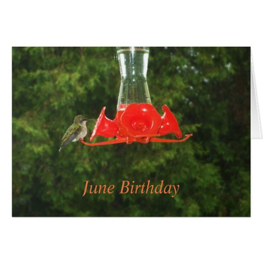 Vogelvogel in voeder (Voorkant Horizontaal)