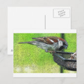 Vogelvogel in voeder briefkaart (Voorkant / Achterkant)