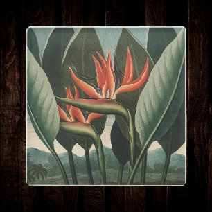 Vogelvogel van de  botanische tempel van Flora Glazen Onderzetter