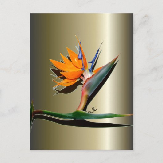 Vogelvogel van de Paradijsbloem Briefkaart (Voorkant)