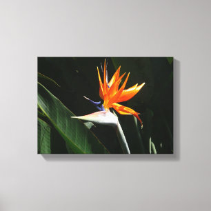Vogelvogel van het Paradise Oranje Tropische Bloem Canvas Afdruk