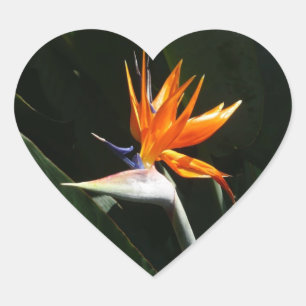Vogelvogel van het Paradise Oranje Tropische Bloem Hart Sticker