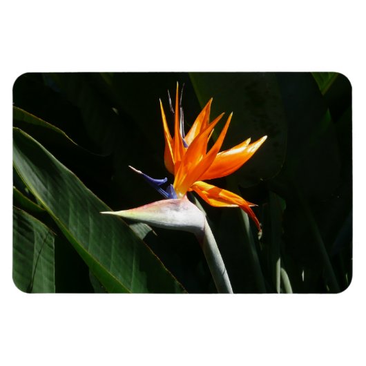 Vogelvogel van het Paradise Oranje Tropische Bloem Magneet (Horizontaal)