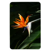 Vogelvogel van het Paradise Oranje Tropische Bloem Magneet (Verticaal)
