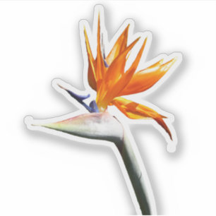 Vogelvogel van het Paradise Oranje Tropische Bloem Sticker