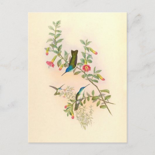 Vogelvogels bloemen Florentijnse dieren Wilde dier Briefkaart (Voorkant)