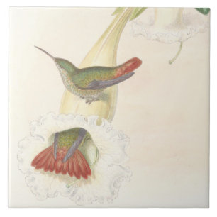 Vogelvogels bloemen Florenz Wilde dieren Tegeltje