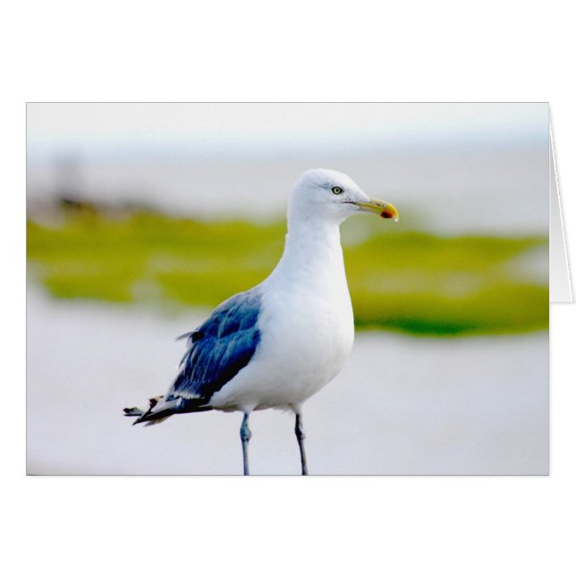 Vogelvogels door het water (Voorkant Horizontaal)