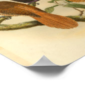 Vogelvogels Oranje  afdrukken in kleur Poster (Hoek)