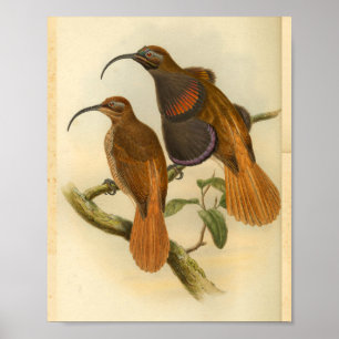 Vogelvogels Oranje afdrukken in kleur Poster