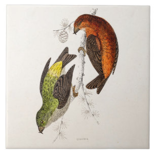  vogelvogels van de 1800s Crossbill Illustration B Tegeltje
