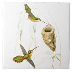 Vogelvogels Wilde dieren Nest Tegeltje