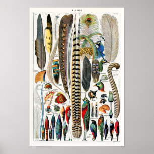  vogelvoorbeeld poster