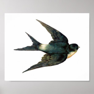 vogelvoorbeeld poster
