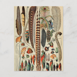 Vogelwildlife Antieke Veren Briefkaart