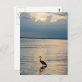 vogelzon briefkaart (Voorkant / Achterkant)