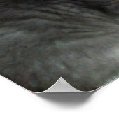 Voici ! Poster de Kitten (Coin)