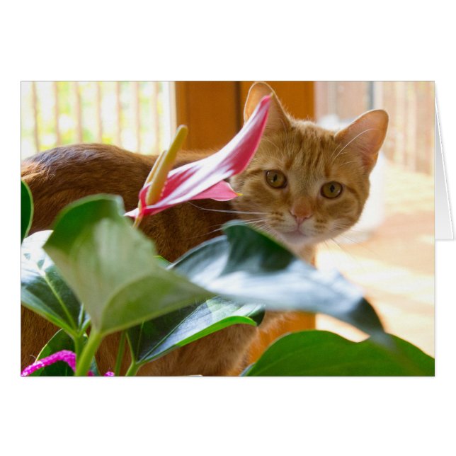 Voici qui vous regarde (Devant Horizontal)