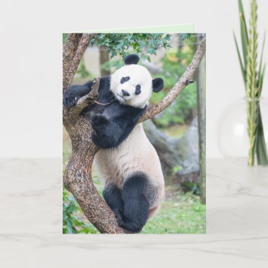Voici votre carte de voeux Panda (Devant)