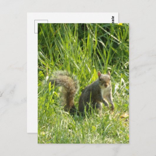 Voir la carte postale d'écureuil (Devant / Derrière)