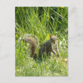 Voir la carte postale d'écureuil (Devant)