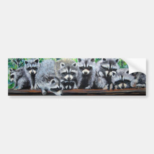 Voiture Autocollant de pare-chocs Raccoon Meeting
