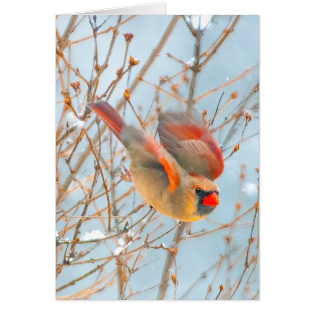 Vol Cardinal Nord - Photo originale (Devant)