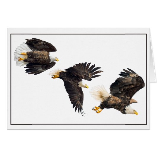Vol d'aigle à tête blanche (Devant horizontal)