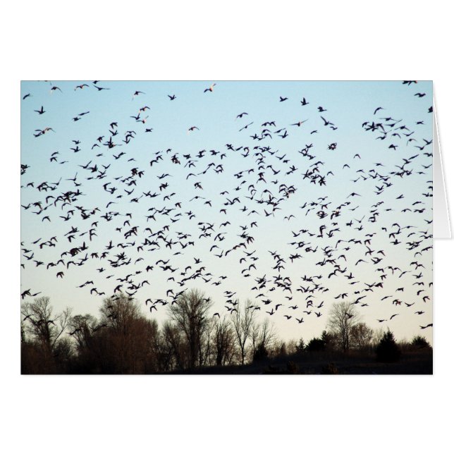 Vol des oies (Devant horizontal)