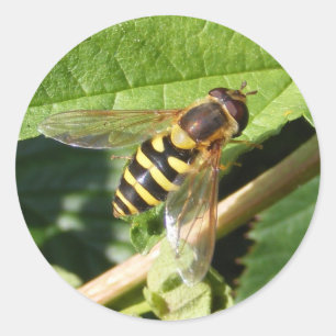 Vol stationnaire ~ autocollant