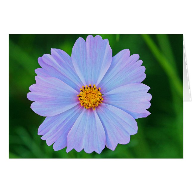 vol sterren (Voorkant Horizontaal)