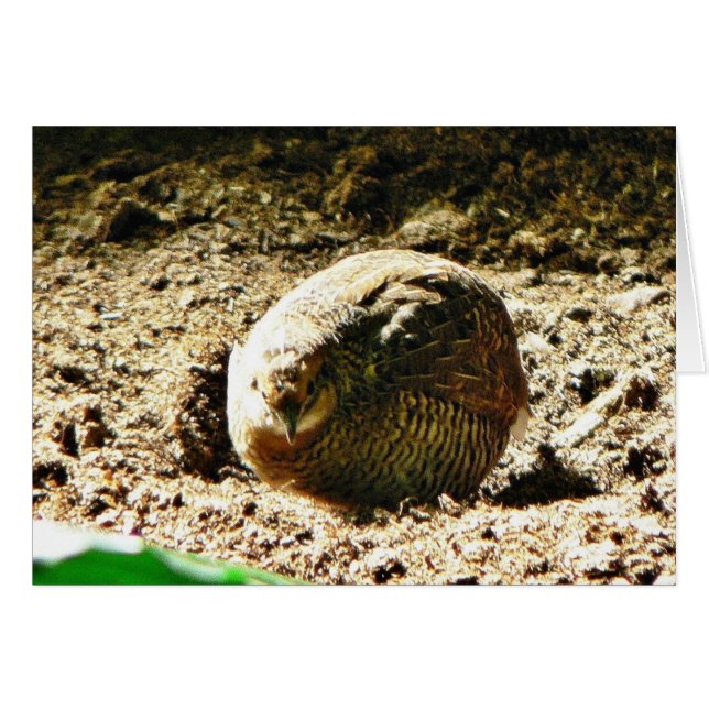 Volant D'Une Sorte (Devant horizontal)