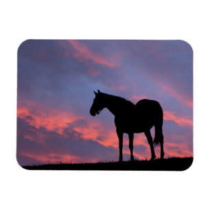 Volbloed paard afgetekend tegen de opkomende zon magneet