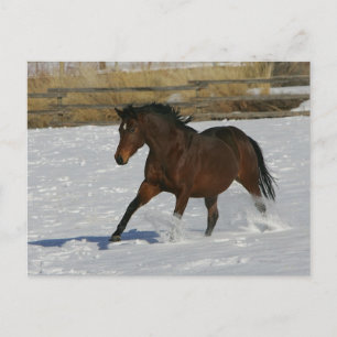 Volbloed- Paard die in de Sneeuw lopen Briefkaart
