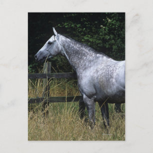 Volbloed- Paard die zich door Omheining bevinden Briefkaart