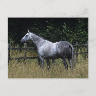 Volbloed- Paard die zich door Omheining bevinden Briefkaart