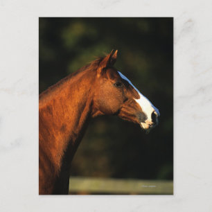 Volbloed- Paard Headshot Briefkaart