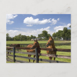 Volbloed paardenfokkerij in Marion County, Briefkaart