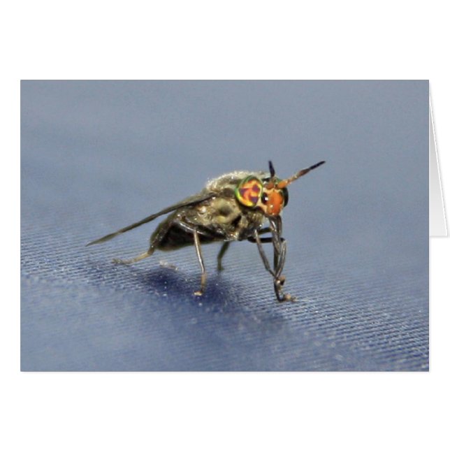 Voler coloré (Devant horizontal)