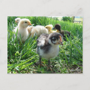 Volg de leider briefkaart