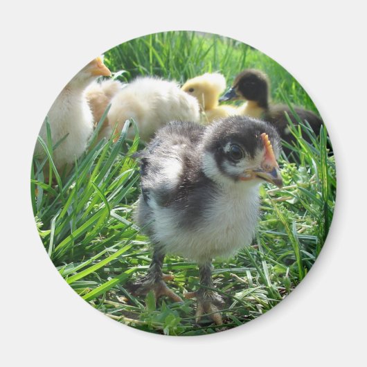 Volg de leider magneet (Voorkant)